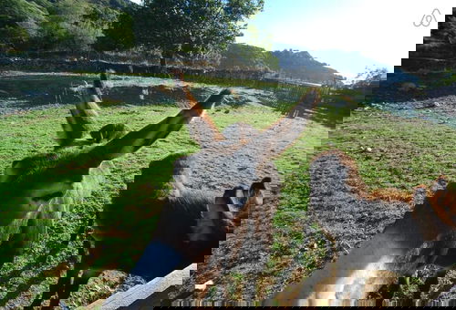 appartement  Serra  : Calvi centre, 300m de la page et du port terrasse bbq