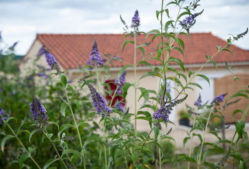 Single storey house halfway between Périgueux and Montignac. - FOSSEMAGNE