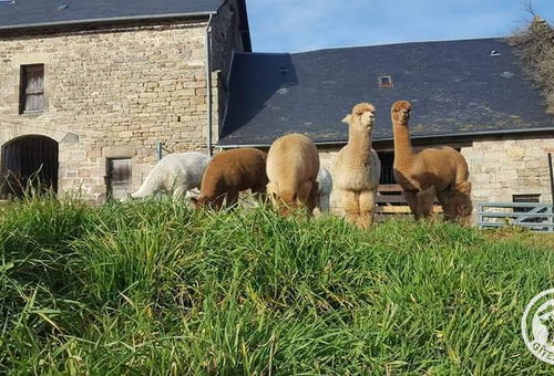 Gîte atypique au cœur des Alpagas - CHAUMEIL