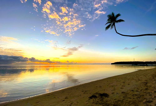 MOOREA - Tropical Nest