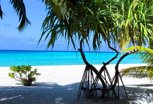 TIKEHAU - Pink Dream Family 1