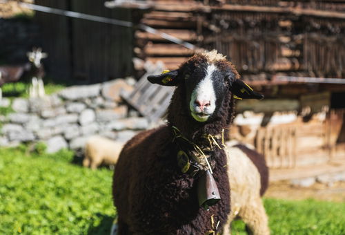 Appartement Borealis